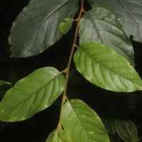 Prunus walkeri (Wight) Kalkman